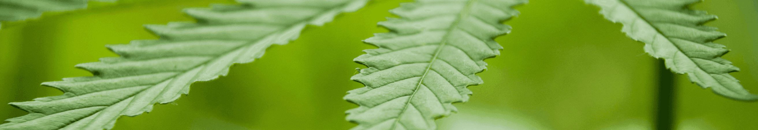 grüne Cannabis Pflanze 