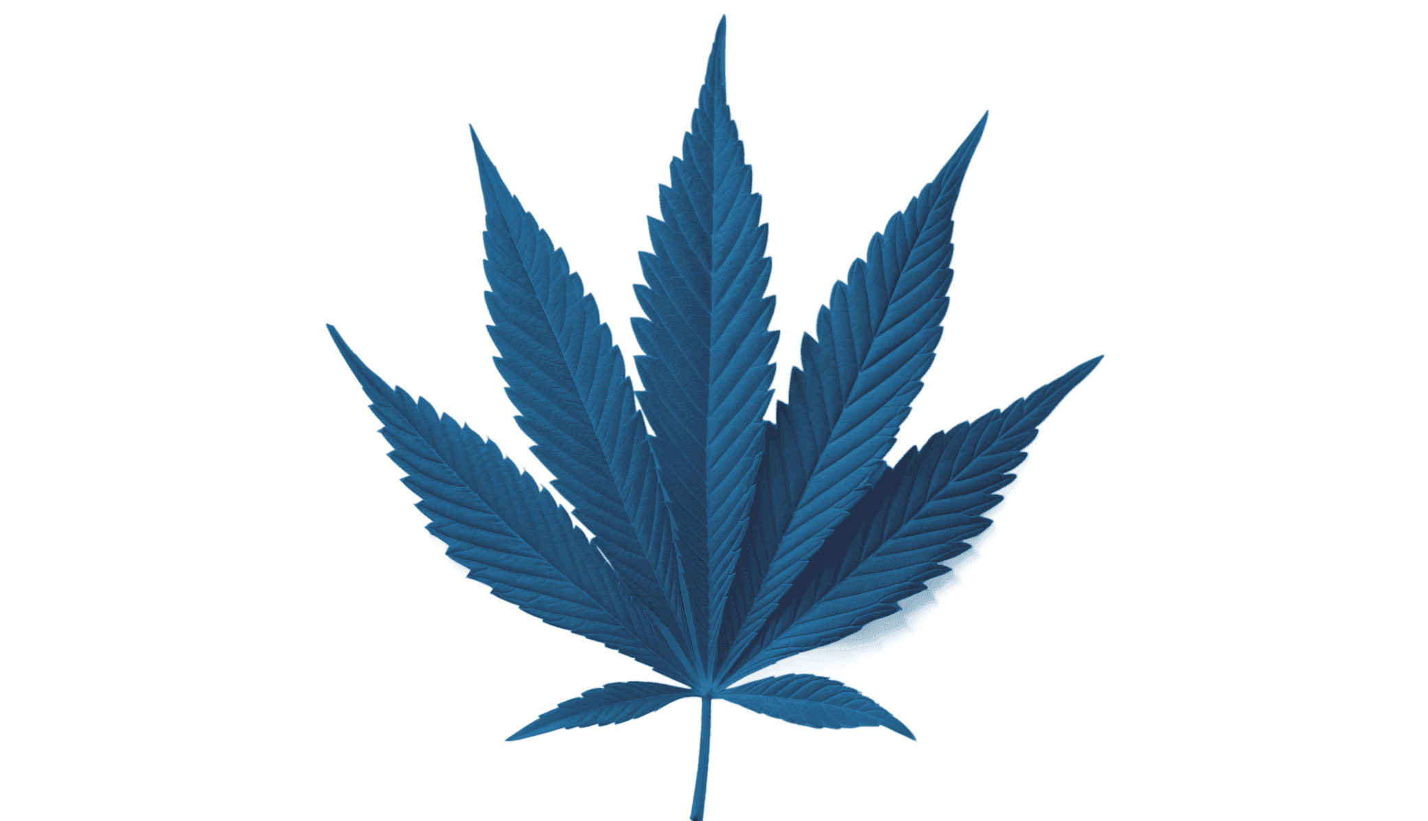 blaues Cannabis Blatt