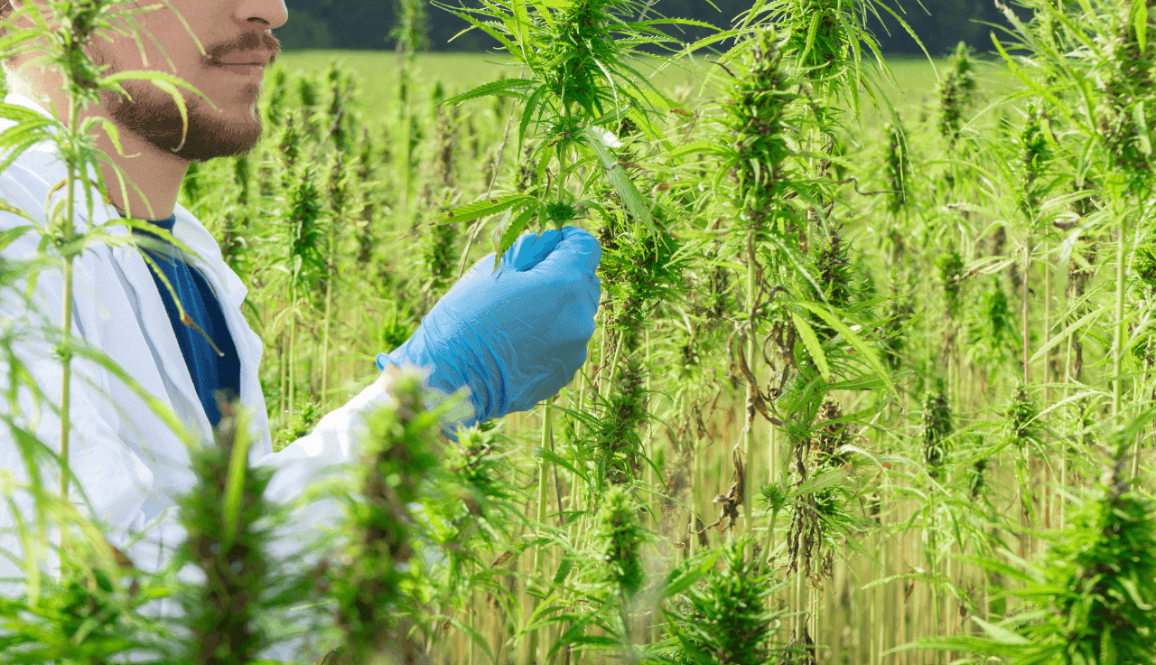 Mann prüft auf einem Cannabis Feld mit Handschuhen einen Pflanzen Zweig